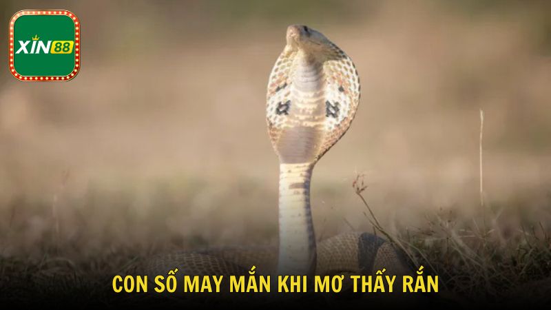 Con số may mắn khi mơ thấy rắn