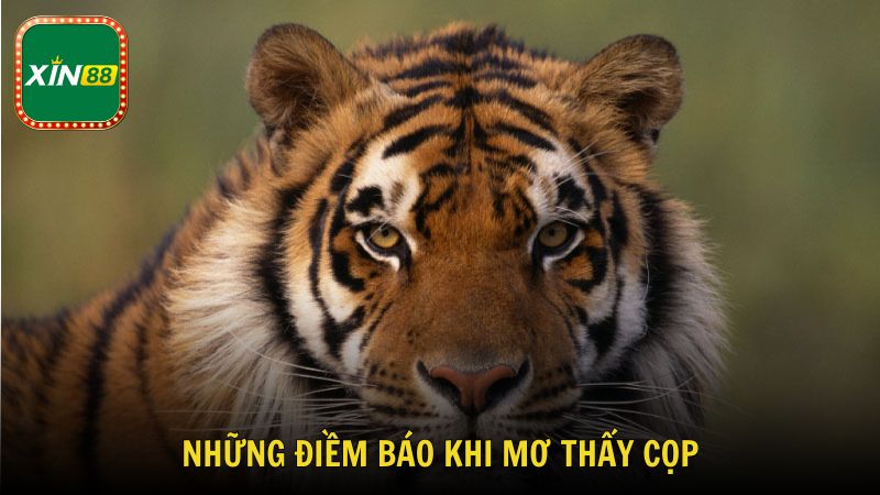Những điềm báo khi mơ thấy cọp được Xin88 tổng hợp