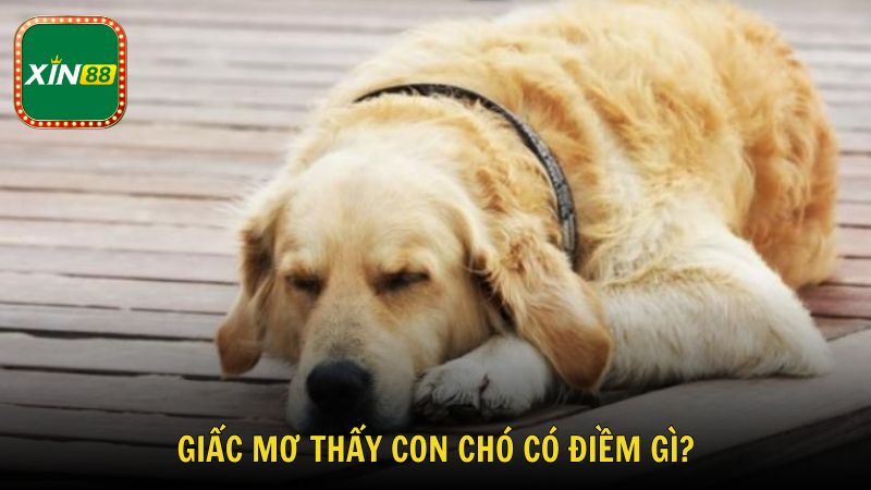 Tìm hiểu giấc mơ thấy con chó có điềm gì?