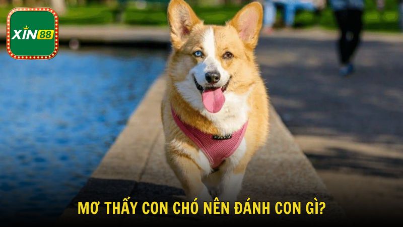 Mơ thấy con chó nên đánh con gì?