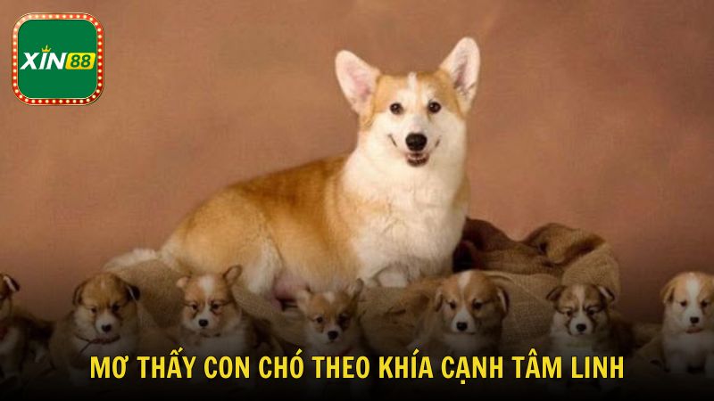 Mơ thấy chó theo khía cạnh tâm linh