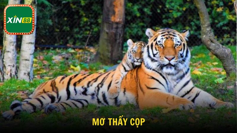 Tìm Hiểu Mơ Thấy Cọp Là Điềm Gì Chi Tiết Chuẩn Tâm Linh