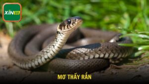 Mơ Thấy Rắn Là Điềm Gì Theo Tâm Linh Và Con Số May Mắn