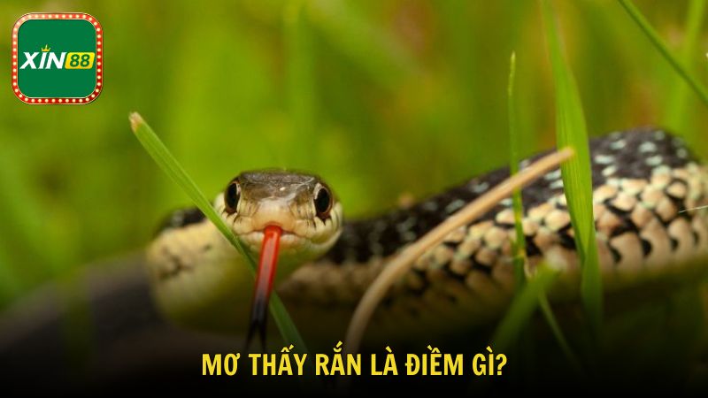 Mơ thấy rắn là điềm gì?