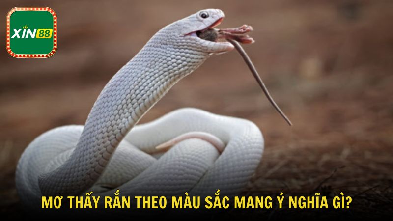 Mơ thấy rắn theo màu sắc từng màu mang ý nghĩa gì?