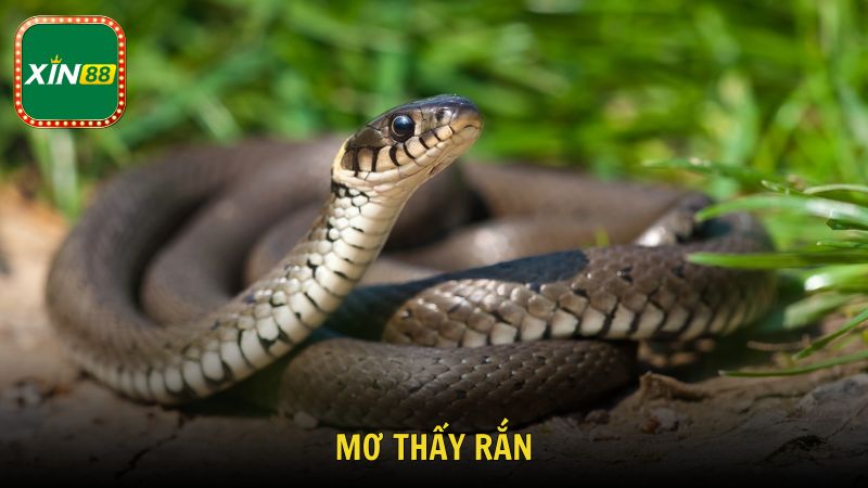 Mơ Thấy Rắn Là Điềm Gì Theo Tâm Linh Và Con Số May Mắn